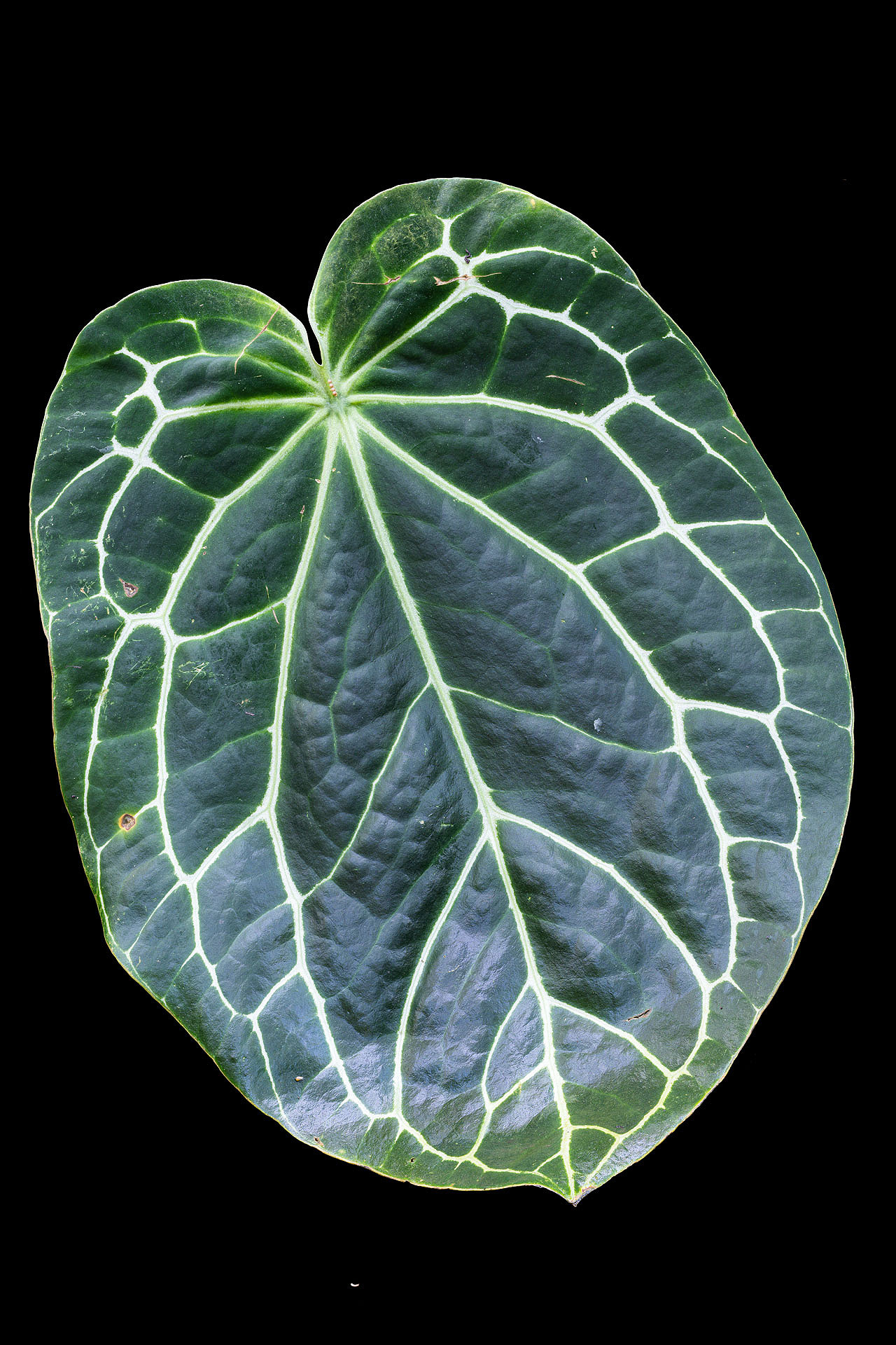 A 05 15