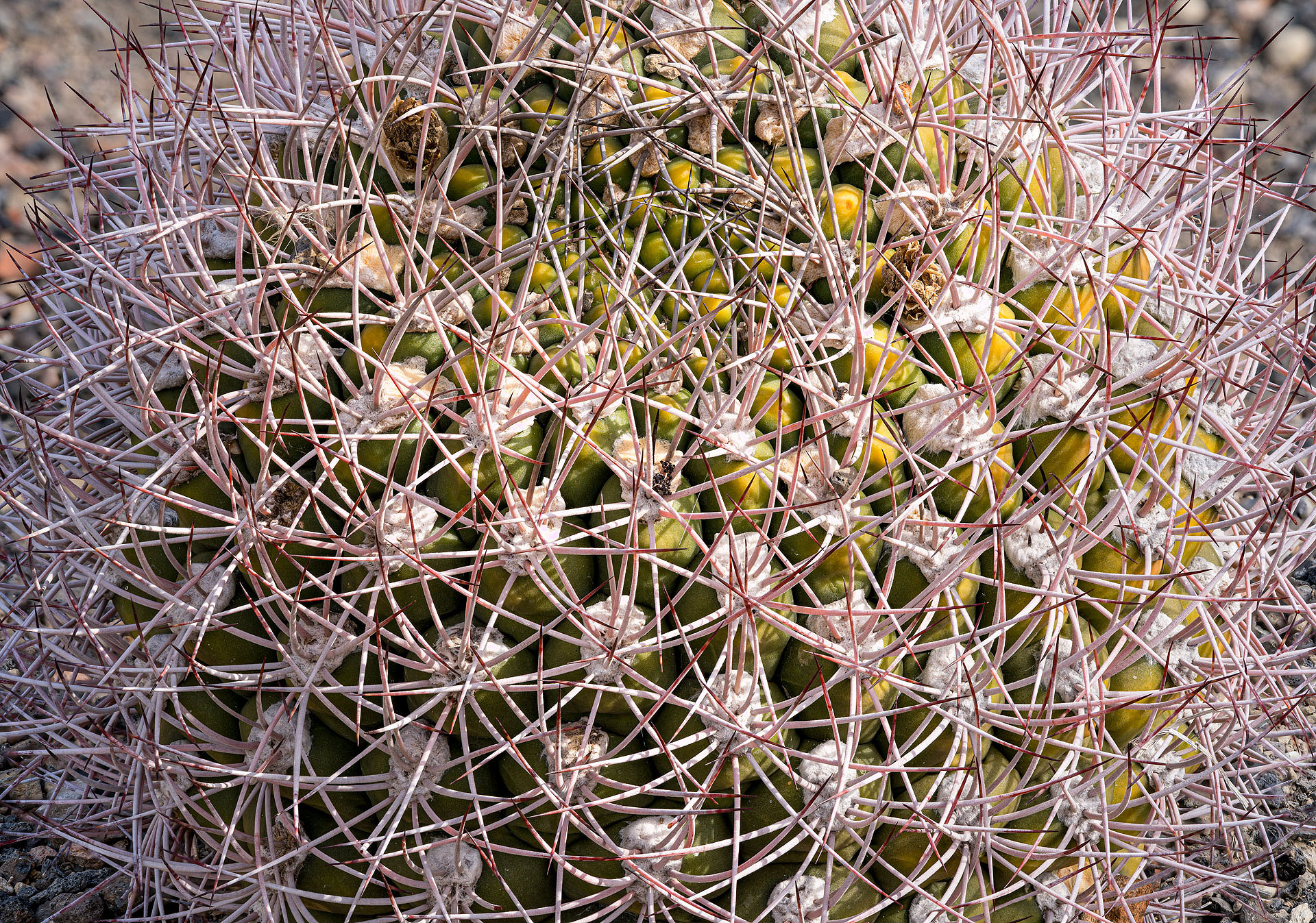 A 05 20
