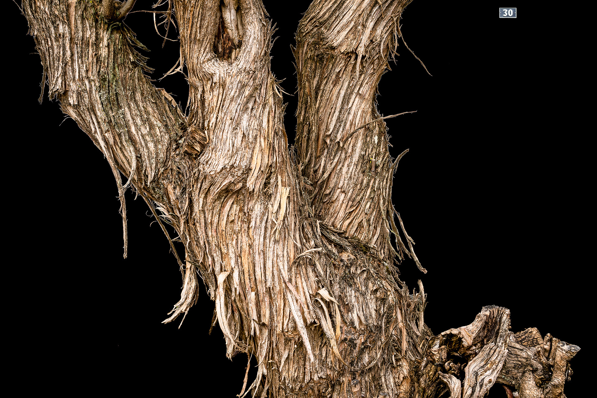 Holz Stämme
