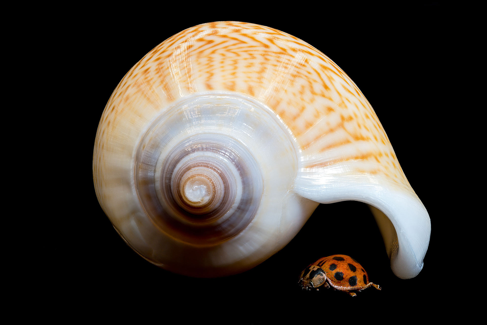 Schnecken & Muscheln